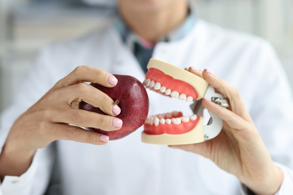 Dentist doctor holds artificial jaw and red apple